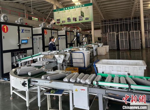 兰州新区 荒滩 养出珍稀菌 延长黄土塬食客 吃菌季
